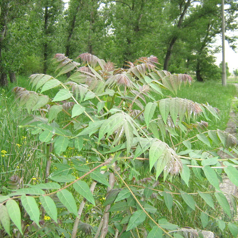 Изображение особи Ailanthus altissima.