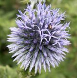 Echinops bannaticus