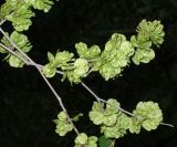 Ulmus pumila