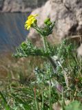 Senecio vernalis. Цветущее растение. Южный берег Крыма, Балаклава, прибрежные склоны. 03.03.2014.