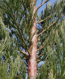 Sequoiadendron giganteum