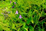 Campanula rapunculoides