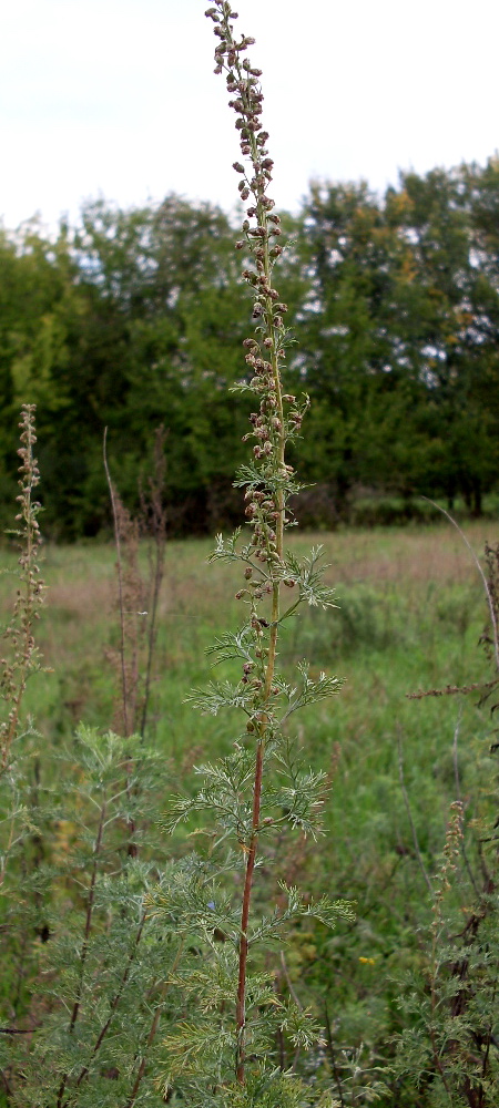 Image of Artemisia abrotanum specimen.