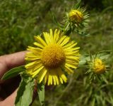 Inula britannica