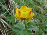 Trollius dschungaricus