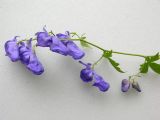 Aconitum fischeri. Соцветие. Камчатский край, Елизовский р-н, 72-й км шоссе Петропавловск-Мильково, в 10 км на С-З от г. Вачкажцы, разнотравный луг. 27.07.2008.