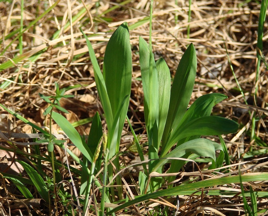 Изображение особи Allium microdictyon.