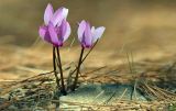 Cyclamen подвид anatolicum