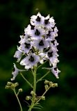 Delphinium flexuosum. Верхушка соцветия. Абхазия, Гудаутский р-н, Рицинский реликтовый национальный парк, хр. Авадхара, долина р. Авадхара, альпийский луг, 1650 м н.у.м. 09.08.2013.