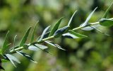 Linum heterosepalum