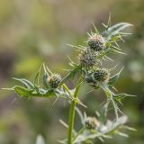 Cirsium chlorocomos. Верхушка растения с нераскрывшимися соцветиями. Адыгея, Майкопский р-н, плато Лаго-Наки, хр. Каменное Море, субальпийский луг. 19.07.2015.