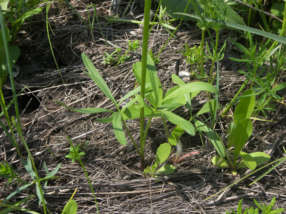 Изображение особи Ranunculus pedatus.
