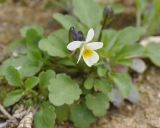 Viola arvensis