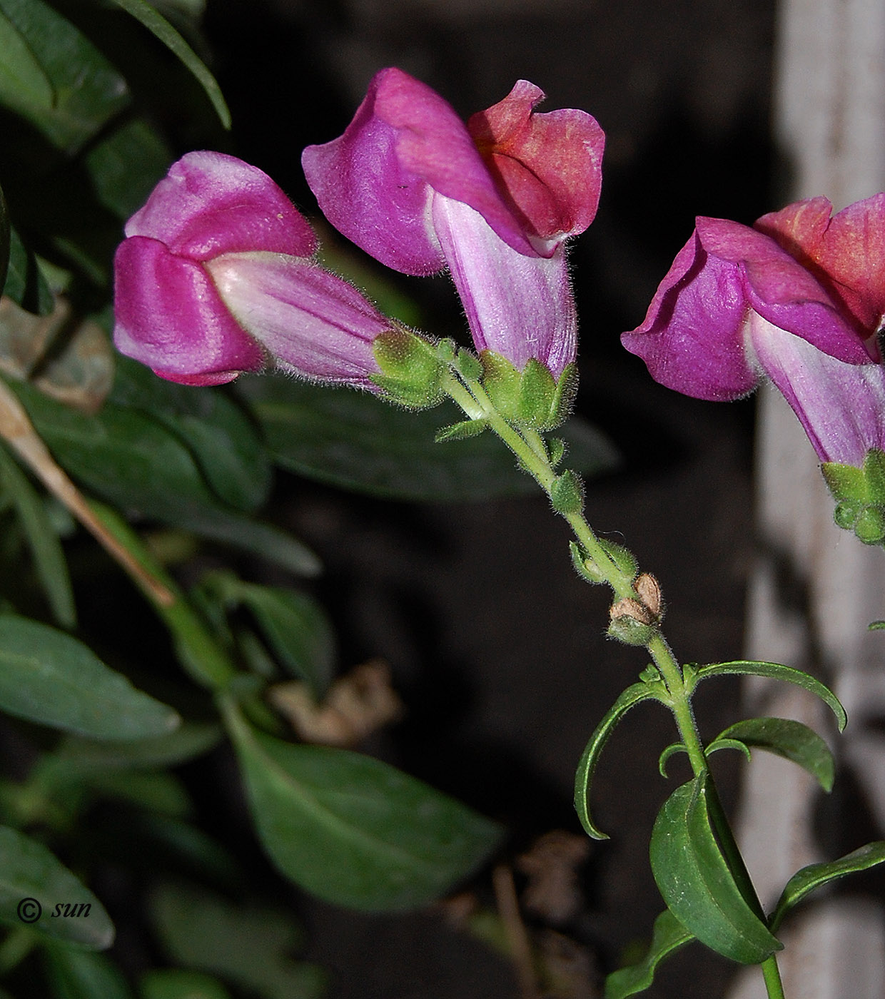 Изображение особи Antirrhinum majus.