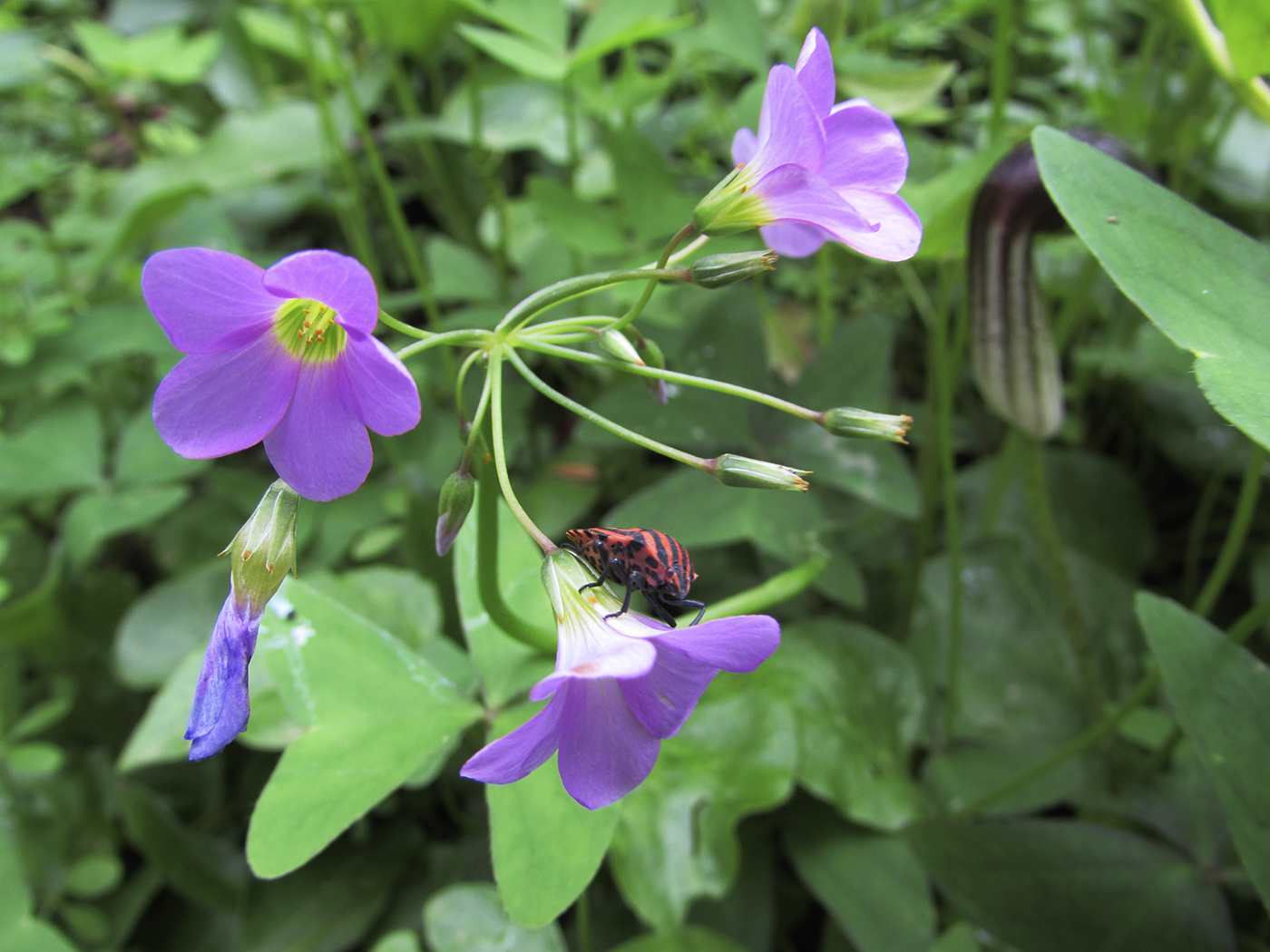 Изображение особи Oxalis latifolia.