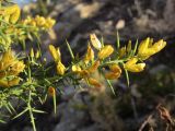 Ulex parviflorus. Ветвь с цветками. Испания, автономное сообщество Каталония, провинция Жирона, комарка Баш Эмпорда, муниципалитет Сант-Фелиу-де-Гишольс, в подлеске сосново-дубового леса. 11.11.2016.