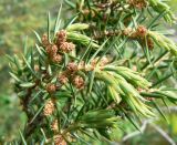 Juniperus deltoides. Верхушка ветви с микростробилами. Адыгея, хр. Уна-Коз, заросли кустарников на горном склоне близ обрыва, выс. ≈ 1000 м н.у.м. 30.04.2016.