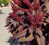 Amaranthus hypochondriacus