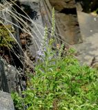 Veronica linariifolia