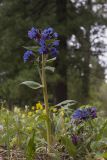 Pulmonaria mollis