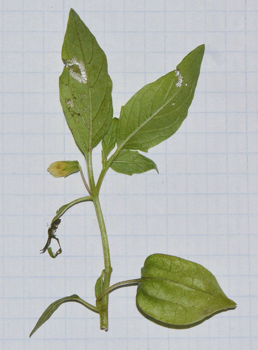 Изображение особи Physalis angulata.
