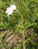 Anemone sylvestris. Цветущие растения. Украина, г. Запорожье, балка Щавелевая, степь, южный склон, под боярышником. 08.05.2017.