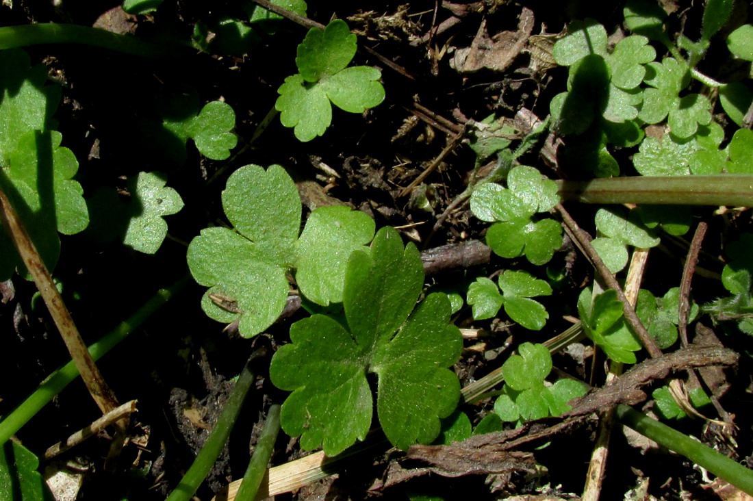 Изображение особи Ranunculus sobakus.