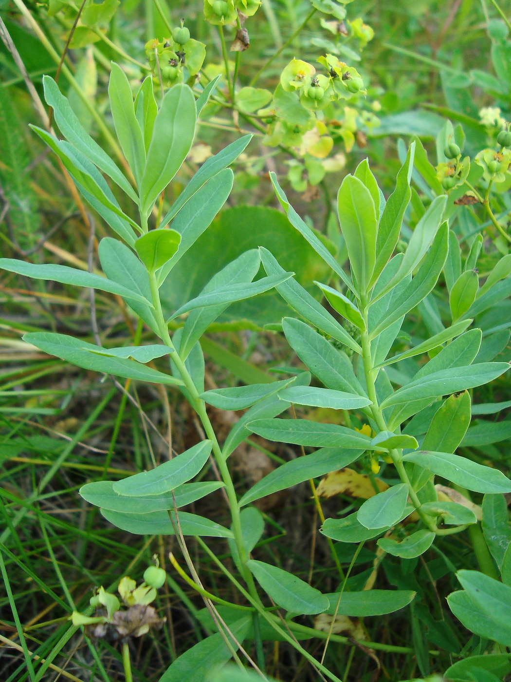 Изображение особи Euphorbia semivillosa.