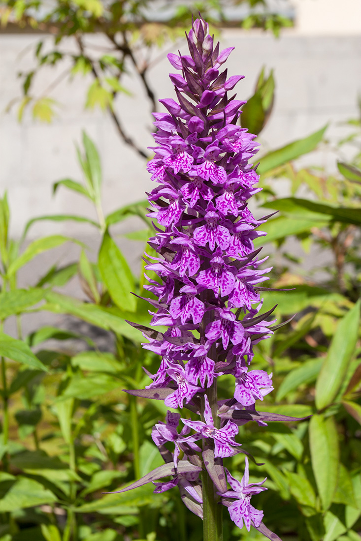 Изображение особи Dactylorhiza urvilleana.