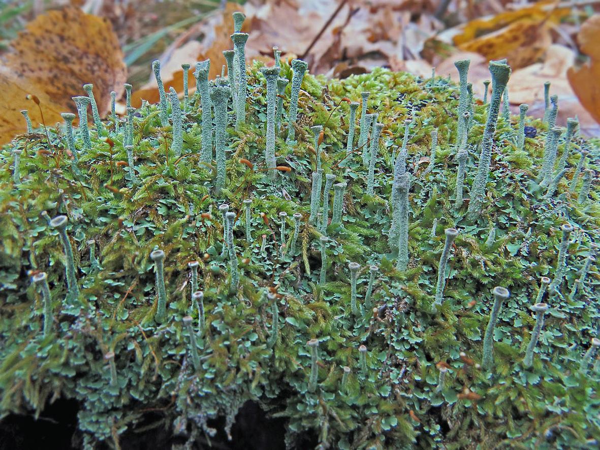Изображение особи Cladonia fimbriata.