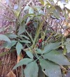 Syngonium podophyllum. Часть растения с созревающими соплодиями. Австралия, г. Брисбен, парк Университета Квинсленда. 04.11.2016.
