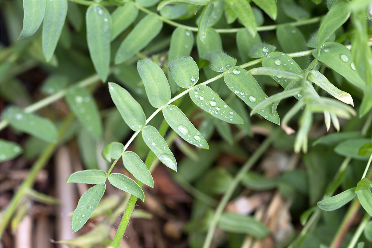 Изображение особи Oxytropis campestris.