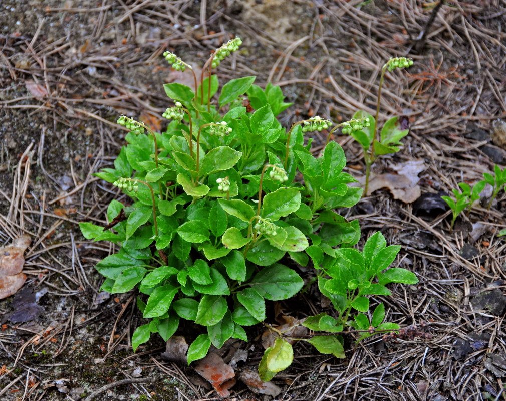 Изображение особи Orthilia secunda.