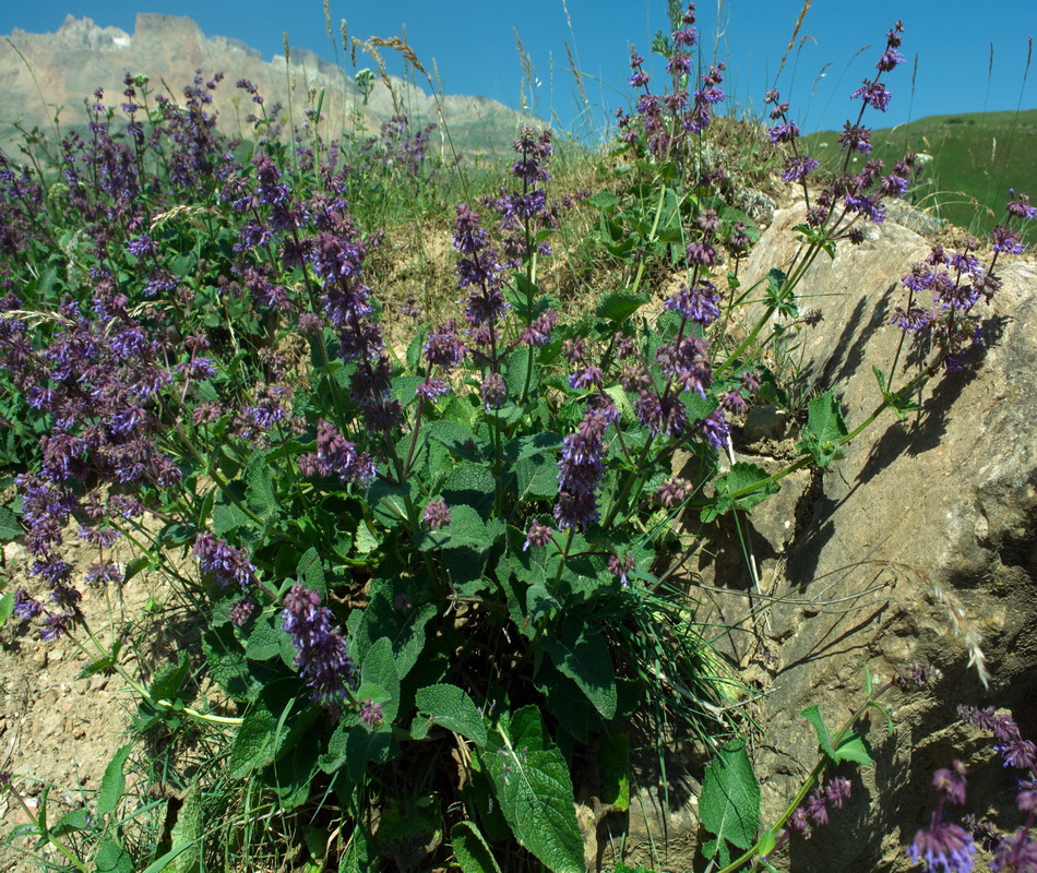 Изображение особи Salvia verticillata.