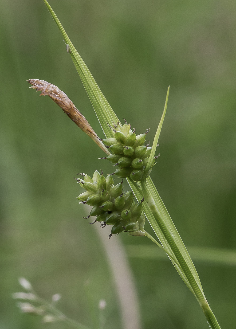 Изображение особи Carex pallescens.