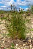 Juncus compressus