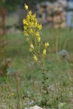 Verbascum laxum. Цветущее растение. Карачаево-Черкесия, Зеленчукский р-н, окр. пос. Архыз, ур. Лунная Поляна, хребет Абишира-Ахуба, ≈ 1790 м н.у.м., каменистый берег ручья. 29.07.2018.