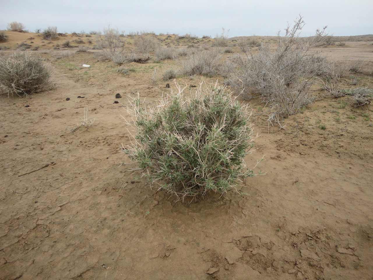 Изображение особи Astragalus ammodendron.