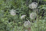 Tragopogon vvedenskyi