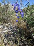 Delphinium longipedunculatum