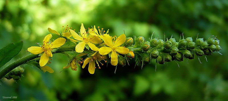 Изображение особи Agrimonia eupatoria.