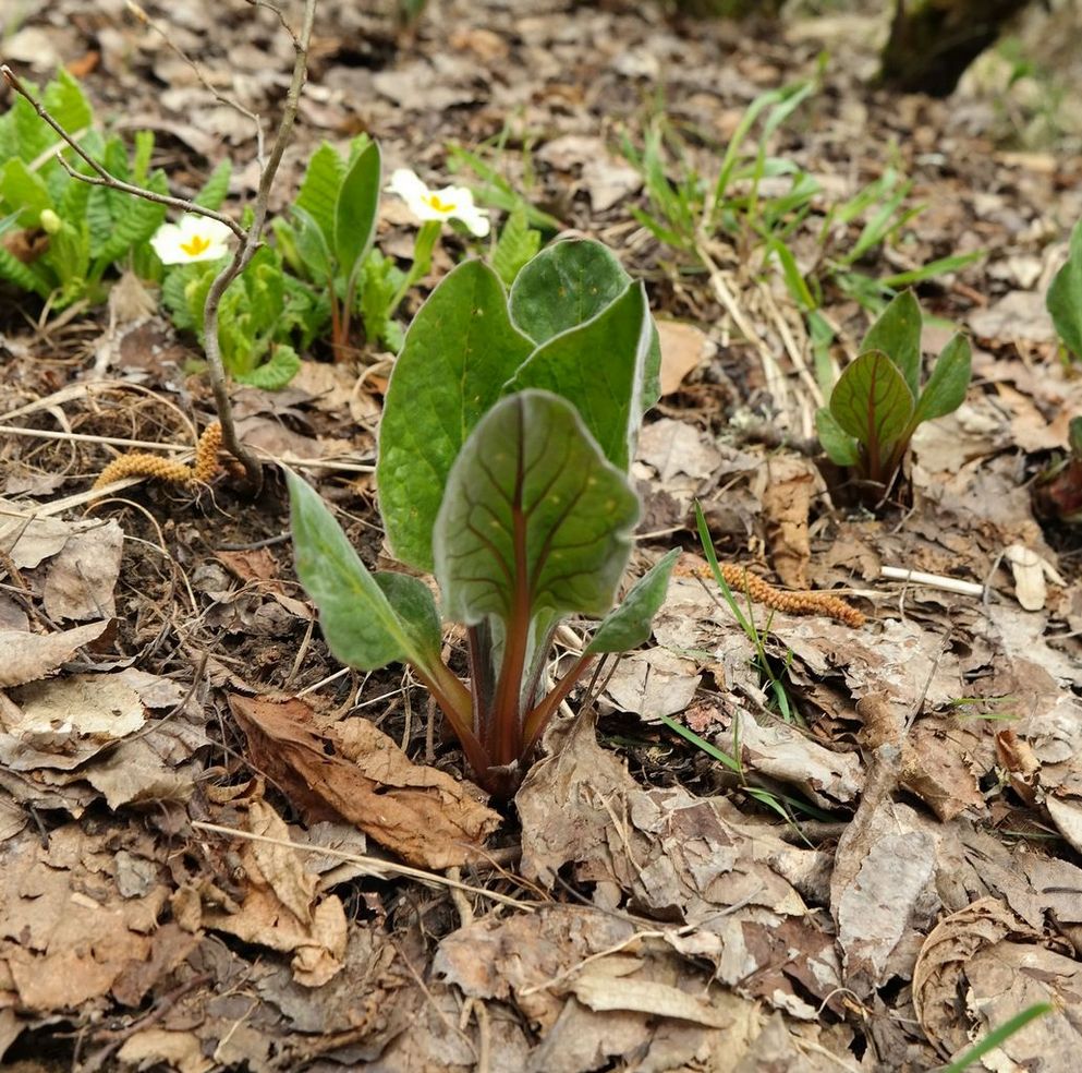 Изображение особи Solenanthus biebersteinii.