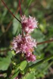 Cuscuta epithymum. Соцветия. Крым, Севастополь, окр. Хомутовой балки, степь. 26.07.2019.