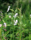 Silene noctiflora