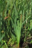 Narthecium ossifragum. Вегетирующее растение. Нидерланды, провинция Drenthe, окр. населённого пункта Donderen, окраина частично осушенного верхового болота. 21 июня 2009 г.