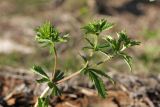 Potentilla erecta