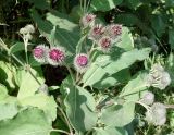 Arctium tomentosum