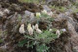 Astragalus lupulinus. Цветущие растения (слева фрагментарно видна плодоносящая Pulsatilla sp.). Иркутская обл., Ольхонский р-н, окр. с. Сахюрта, Тутайский залив оз. Байкал, каменистый береговой склон, степь. 14.07.2019.