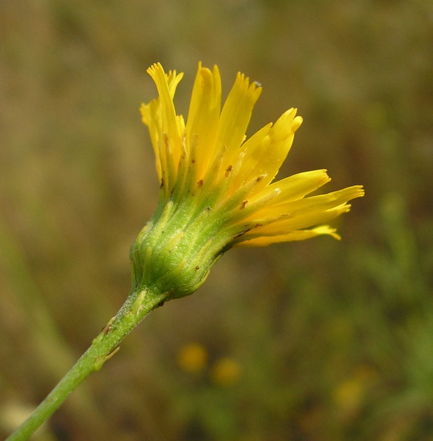 Изображение особи Hieracium filifolium.