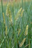 Agropyron pectinatum